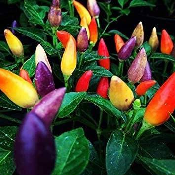 [SKUIMG]BAM277|BAM277.jpg|SEMILLAS DE PIMIENTAS DE COLORES