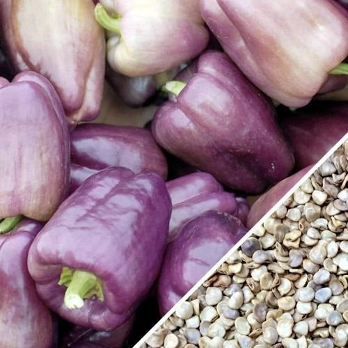 [SKUIMG]SDN07|SDN07_1773882641035_1.jpg|SEMILLAS DE PIMENTON DULCE, COLOR MORADO (100% HEIRLOOM/ NO H�BRIDO/NO GMO). 10 SEMILLAS APROX.