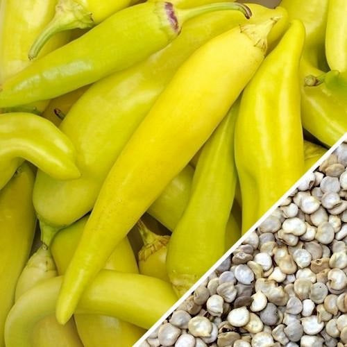 [SKUIMG]SDN08|SDN08.jpg|SEMILLAS DE AJI DULCE AMARILLO (100% HEIRLOOM / NO HÍBRIDO / NO GMO). 50 SEMILLAS APROXIMADAMENTE.