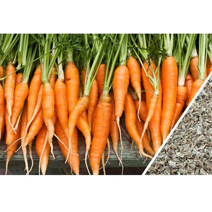 [SKUIMG]SDN104|SDN104_1773882531275_1.jpg|SEMILLAS DE ZANAHORIA, AUTUM KING (100% HEIRLOOM/NO H�BRIDO/NO GMO). 100 SEMILLAS APROXIMADAMENTE.
