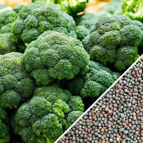 [SKUIMG]SDN108|SDN108.jpg|SEMILLAS DE BROCOLI, CALABRESE (100% HEIRLOOM/NO HÍBRIDO/NO GMO)