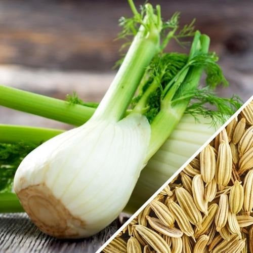 [SKUIMG]SDN11|SDN11.jpg|SEMILLAS DE HINOJO (100% HEIRLOOM / NO HÍBRIDO / NO GMO). 100 SEMILLAS APROXIMADAMENTE.