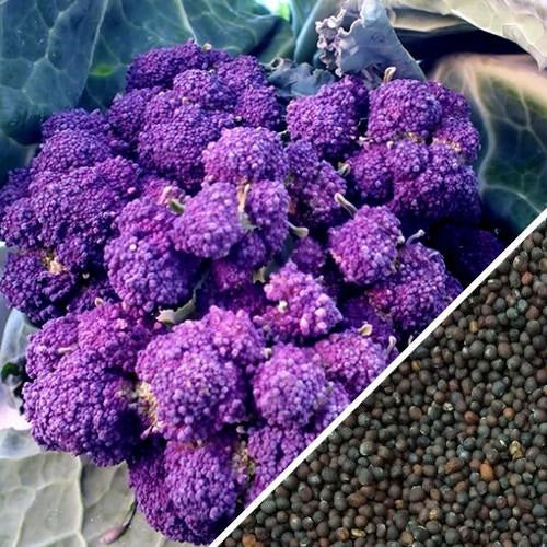 [SKUIMG]SDN110|SDN110.jpg|SEMILLAS DE BROCOLI MORADO (100% HEIRLOOM/NO HÍBRIDO/NO GMO). 20 SEMILLAS APROXIMADAMENTE.