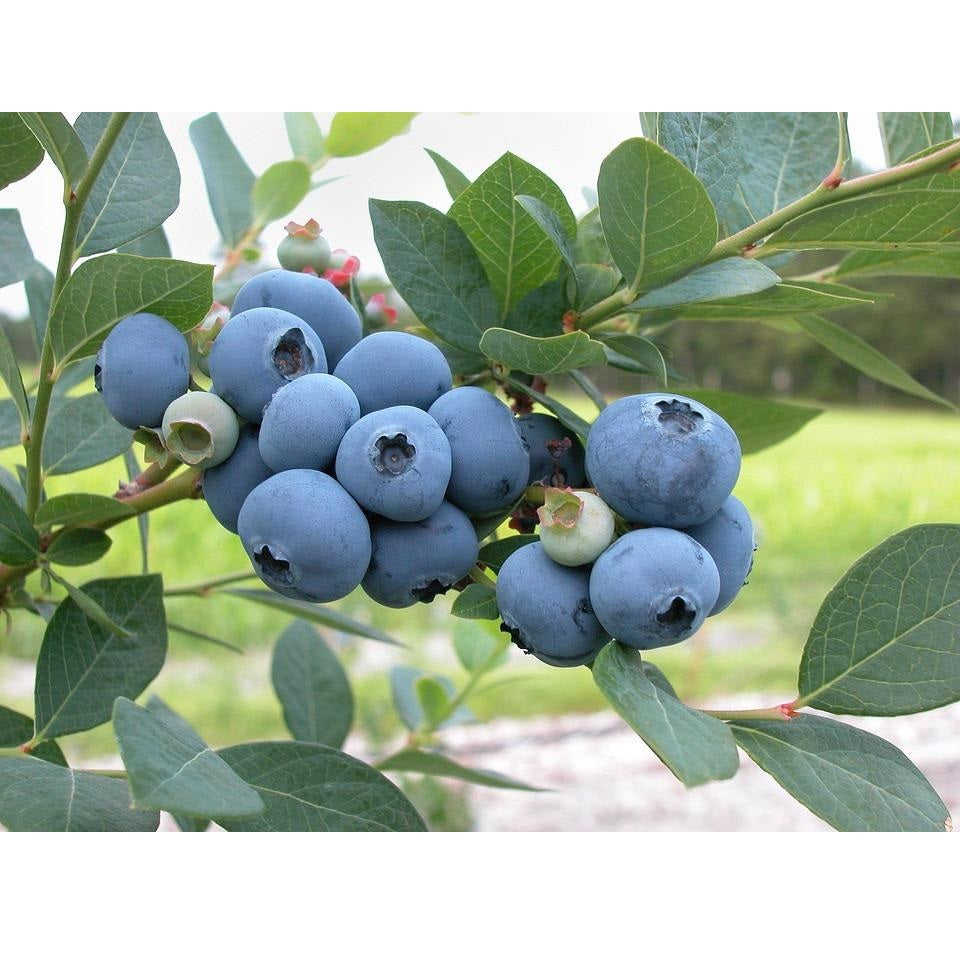 [SKUIMG]SDN111|SDN111_1773882434027_1.jpg|SEMILLAS DE ARANDANOS (NO GMO). 50 SEMILLAS APROXIMADAMENTE.