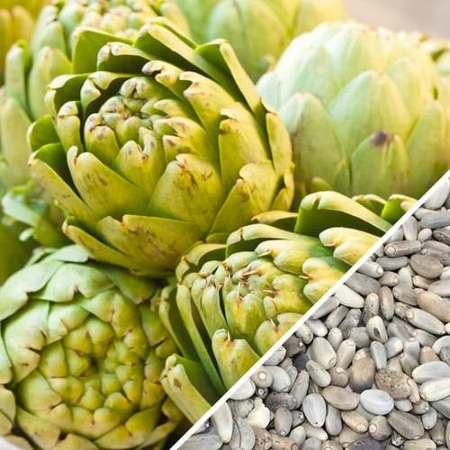 [SKUIMG]SDN120|SDN120.jpg|SEMILLAS DE ALCACHOFA, GREEN GLOBE (100% HEIRLOOM/NO HÍBRIDO/NO GMO). 10 SEMILLAS APROXIMADAMENTE.