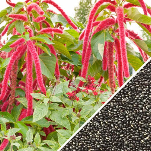 [SKUIMG]SDN122|SDN122_1773882344823_1.jpg|SEMILLAS DE AMARANTO, GRANATE ROJO (100% HEIRLOOM/NO H�BRIDO/NO GMO). 80 SEMILLAS APROXIMADAMENTE.