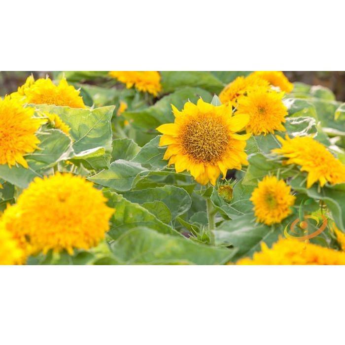 [SKUIMG]SDN123|EMILLAS DE GIRASOL ENANO (100% HEIRLOOM/NO HÍBRIDO/NO GMO). 30 SEMILLAS APROXIMADAMENTE.