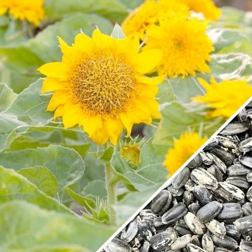 [SKUIMG]SDN123|SDN123_1773882325193_1.jpg|EMILLAS DE GIRASOL ENANO (100% HEIRLOOM/NO H�BRIDO/NO GMO). 30 SEMILLAS APROXIMADAMENTE.