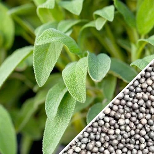 [SKUIMG]SDN127|SDN127.jpg|SEMILLAS DE SALVIA DE HOJA ANCHA (100% HEIRLOOM/NO HÍBRIDO/NO GMO). 25 SEMILLAS APROXIMADAMENTE.