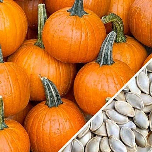 [SKUIMG]SDN13|SDN13.jpg|SEMILLAS DE ZAPALLO (100% HEIRLOOM / NO HÍBRIDA / NO GMO). 10 SEMILLAS APROXIMADAMENTE.