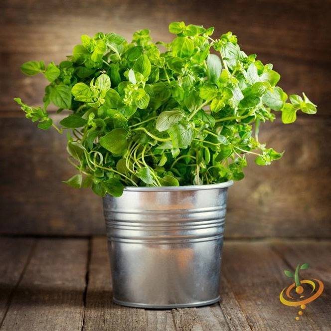 [SKUIMG]SDN130|SDN130.jpg|SEMILLAS DE OREGANO ITALIANO (100% HEIRLOOM/NO HÍBRIDO/NO GMO)