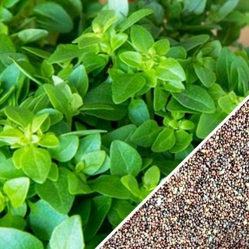 [SKUIMG]SDN130|SDN130_1773882237265_1.jpg|SEMILLAS DE OREGANO ITALIANO (100% HEIRLOOM/NO H�BRIDO/NO GMO)