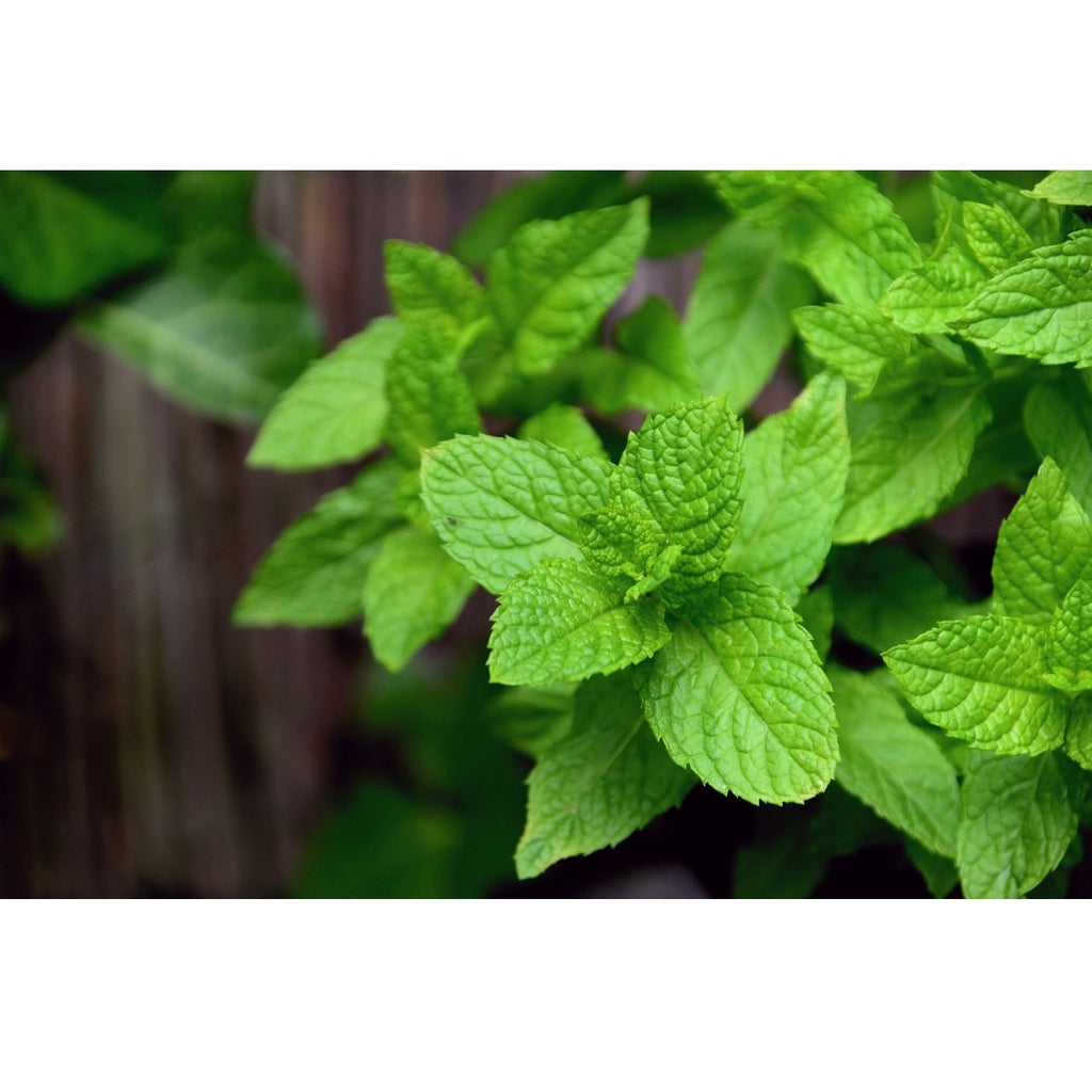 [SKUIMG]SDN132|SDN132_1773882202613_1.jpg|SEMILLAS DE MENTA (100% HEIRLOOM/NO H�BRIDO/NO GMO). 80 SEMILLAS APROXIMADAMENTE.