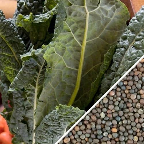 [SKUIMG]SDN134|SDN134.jpg|SEMILLAS DE KALE (100% HEIRLOOM/NO