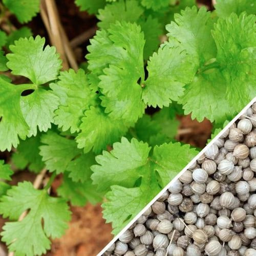 [SKUIMG]SDN137|SDN137.jpg|SEMILLAS DE CILANTRO (100% HEIRLOOM