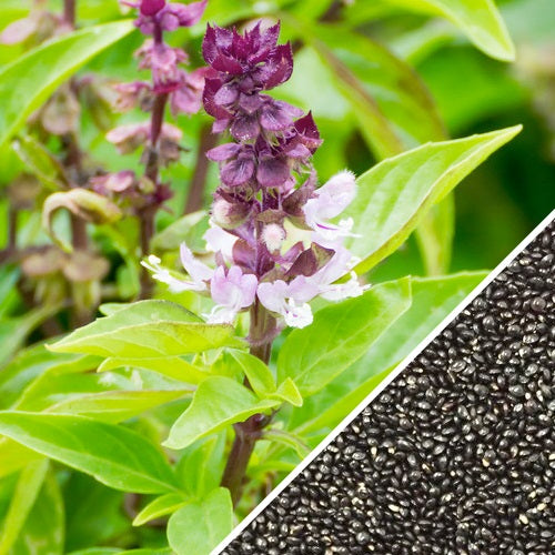 [SKUIMG]SDN140|SDN140.jpg|SEMILLAS DE ALBAHACA, CANELA (100% HEIRLOOM/NO HÍBRIDO/NO GMO). 50 SEMILLAS APROXIMADAMENTE.