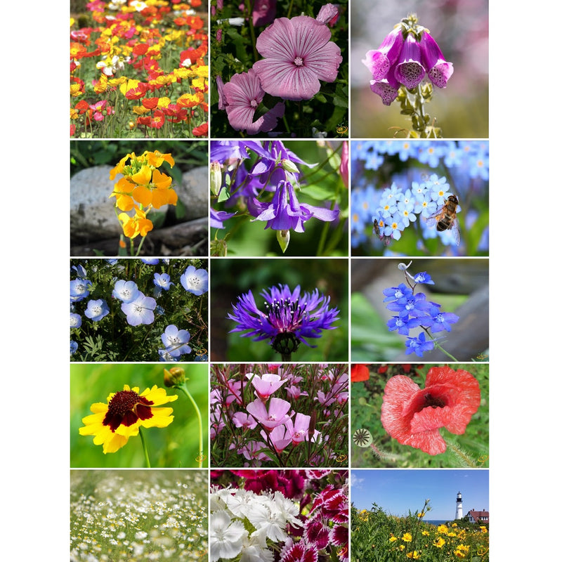 [SKUIMG]SDN143|SDN143.jpg|SEMILLAS SURTIDAS DE FLORES SILVESTRES