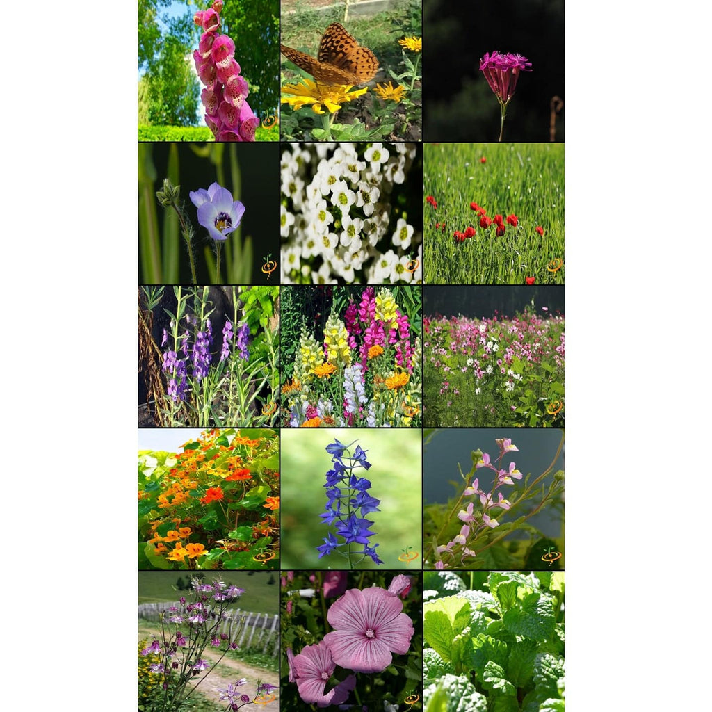 [SKUIMG]SDN145|SEMILLAS SURTIDAS DE FLORES SILVESTRES PARA ATRAER COLIBRIES Y MARIPOSAS. INCLUYE 23 VARIEDADES