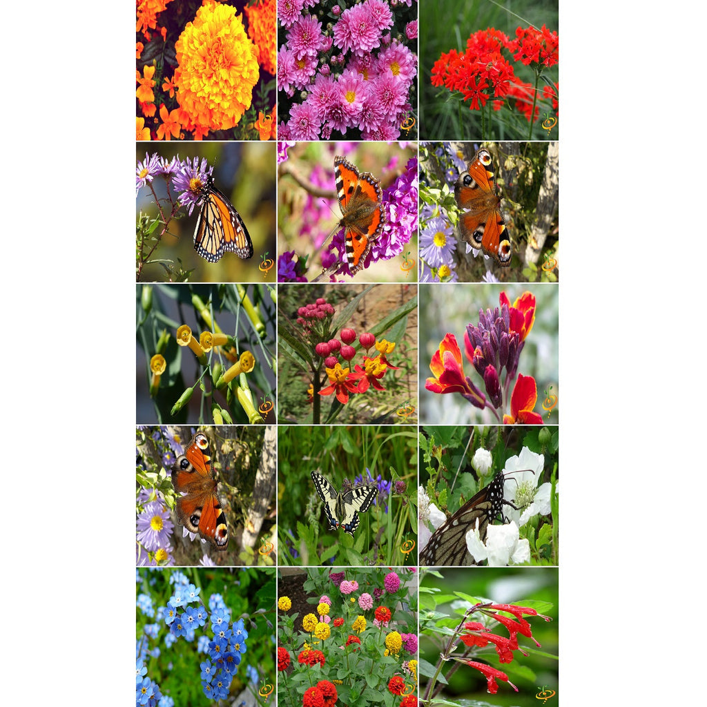 [SKUIMG]SDN145|SDN145_1773882005472_1.jpg|SEMILLAS SURTIDAS DE FLORES SILVESTRES PARA ATRAER COLIBRIES Y MARIPOSAS. INCLUYE 23 VARIEDADES