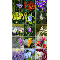[SKUIMG]SDN146|SDN146_1.jpg|SEMILLAS SURTIDAS DE FLORES FRAGANTES. INCLUYE 18 VARIEDADES