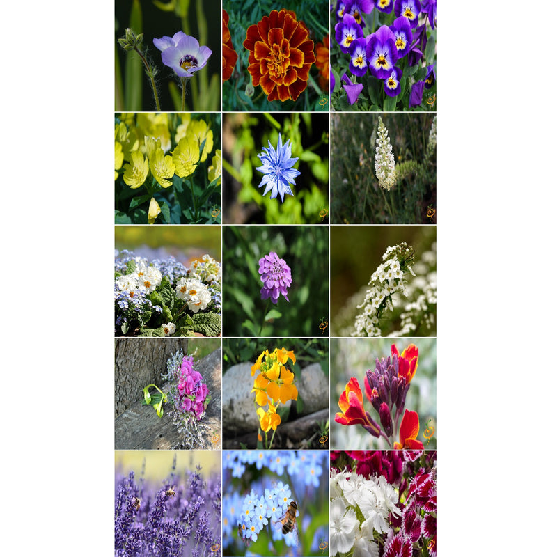 [SKUIMG]SDN146|SDN146_1773881983576_1.jpg|SEMILLAS SURTIDAS DE FLORES FRAGANTES. INCLUYE 18 VARIEDADES