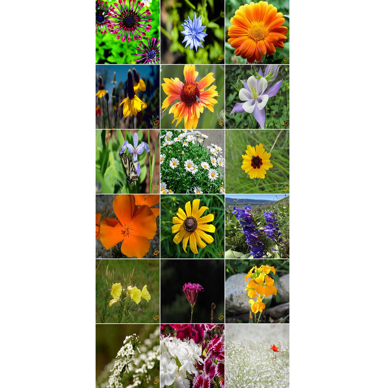 [SKUIMG]SDN147|SDN147_1773881956178_1.jpg|SEMILLAS SURTIDAS DE FLORES SILVESTRES, EXOTICAS. INCLUYE 17 VARIEDADES