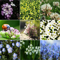 [SKUIMG]SDN152|SEMILLAS SURTIDAS DE FLORES SILVESTRES PARA ATRAER INSECTOS BENEFICIOSOS QUE SE ALIMENTAN DE PLAGAS.