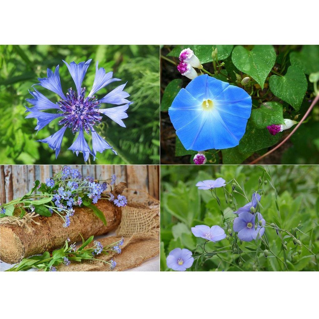[SKUIMG]SDN15|SDN15_1773881905467_1.jpg|SEMILLAS SURTIDAS DE FLORES SILVESTRES AZULES