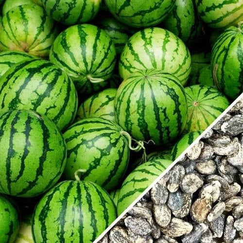 [SKUIMG]SDN17|SDN17.jpg|SEMILLAS DE SANDIA, CRIMSON DULCE (100% HEIRLOOM / NO HÍBRIDO / NO GMO). 10 SEMILLAS APROXIMADAMENTE