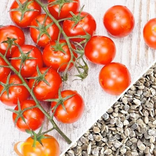 [SKUIMG]SDN21|SDN21.jpg|SEMILLAS DE TOMATE CHERRY,
