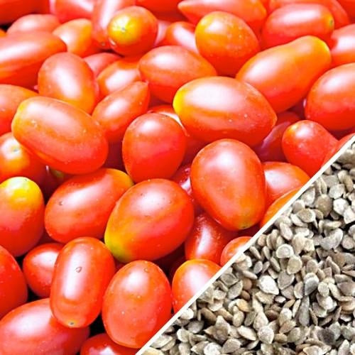 [SKUIMG]SDN23|SDN23.jpg|SEMILLAS DE TOMATE PERA (100% HEIRLOOM / NO HÍBRIDO / NO GMO). 20 SEMILLAS APROXIMADAMENTE