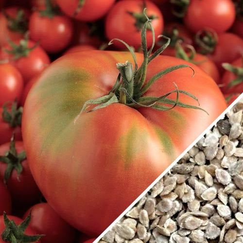 [SKUIMG]SDN24|SDN24.jpg|SEMILLAS DE TOMATE MORTGAGE LIFTER (100% HEIRLOOM/NO HÍBRIDO/NO GMO). 15 SEMILLAS APROXIMADAMENTE