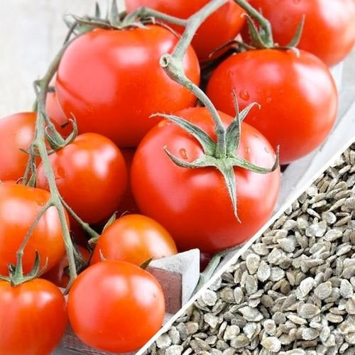 [SKUIMG]SDN25|SDN25.jpg|SEMILLAS DE TOMATE, MONEY MAKER (100% HEIRLOOM/NO HÍBRIDO/NO GMO). 15 SEMILLAS APROXIMADAMENTE