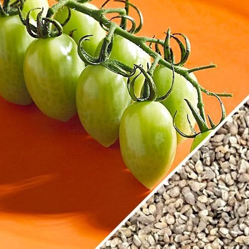 [SKUIMG]SDN26|SDN26.jpg|EMILLAS DE TOMATE UVA VERDE (100% HEIRLOOM/NO HÍBRIDO/NO GMO). 15 SEMILLAS APROXIMADAMENTE