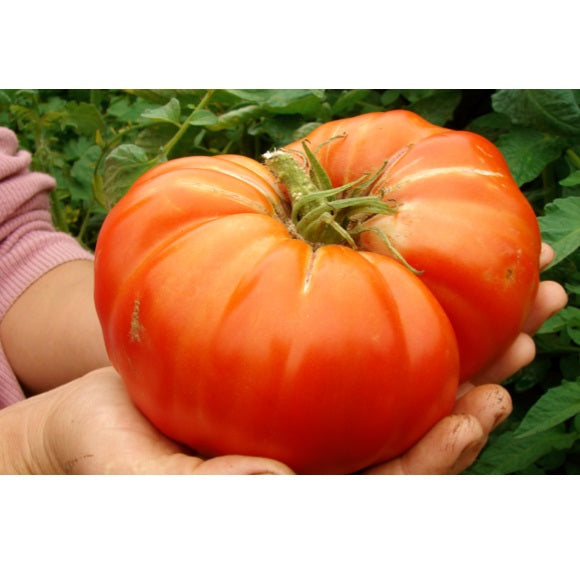 [SKUIMG]SDN28|SDN28.jpg|SEMILLAS DE TOMATE GIGANTE