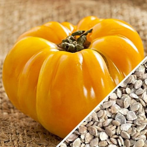 [SKUIMG]SDN33|SDN33.jpg|SEMILLAS DE TOMATE AMARILLO, BRANDYWINE