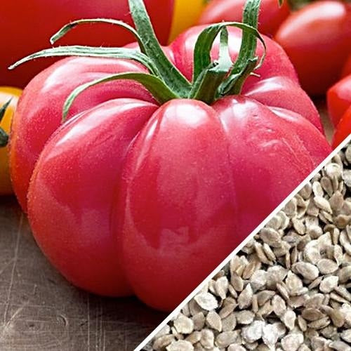 [SKUIMG]SDN36|SDN36_1773881555910_1.jpg|SEMILLAS DE TOMATE, PINK BEEFSTEAK