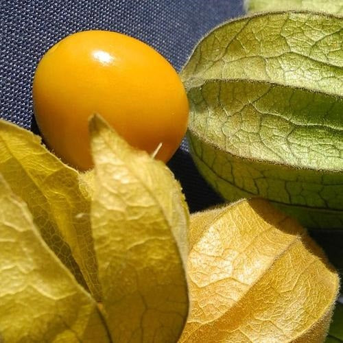 [SKUIMG]SDN37|SDN37.jpg|SEMILLAS DE UCHUVAS TOMATILLO DE CEREZA MOLIDA (100%/NO HÍBRIDO/NO GMO)