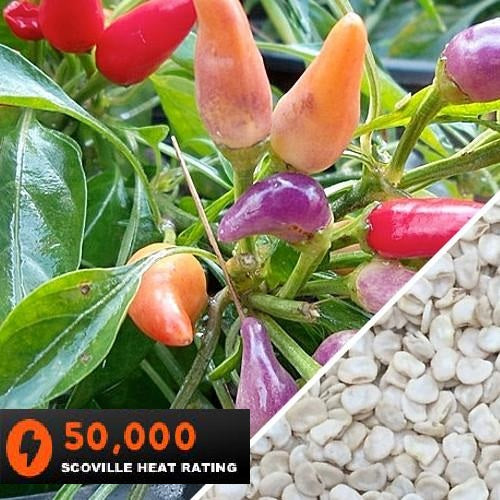[SKUIMG]SDN51|SDN51.jpg|SEMILLAS DE AJI (HOT) NU MEX TWILIGHT (100% HEIRLOOM/NO HÍBRIDO/NO GMO)