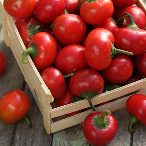 [SKUIMG]SDN53|SDN53.jpg|SEMILLAS DE AMARANTO, GRANATE ROJO (100% HEIRLOOM/NO HÍBRIDO/NO GMO). 80 SEMILLAS APROXIMADAMENTE.
