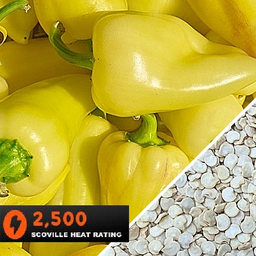 [SKUIMG]SDN56|SDN56.jpg|SEMILLAS DE AJI (HOT) CALORO (100% HEIRLOOM