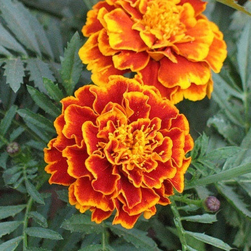 [SKUIMG]SDN71|SDN71.jpg|SEMILLAS DE FLOR SPARKY MARIGOLD. 120 SEMILLAS APROXIMADAMENTE.