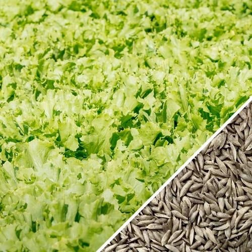 [SKUIMG]SDN72|SDN72.jpg|SEMILLAS DE LECHUGA, TANGO (100% HEIRLOOM/NO HÍBRIDO/NO GMO)