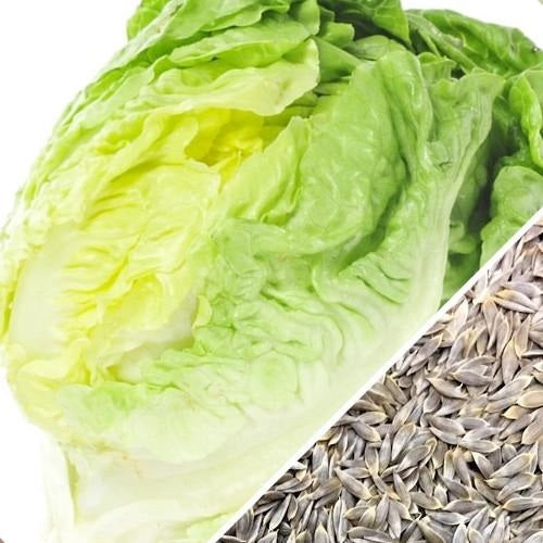 [SKUIMG]SDN73|SDN73_1773881141465_1.jpg|SEMILLAS DE LECHUGA, CRISPHEAD (100% HEIRLOOM/NO H�BRIDO/NO GMO). 190 SEMILLAS APROXIMADAMENTE.