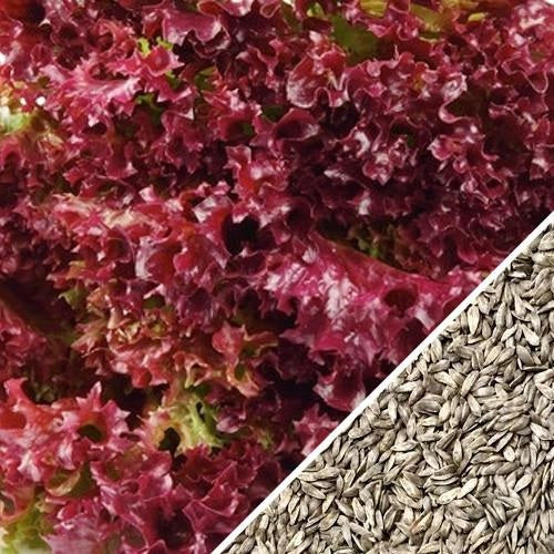 [SKUIMG]SDN74|SDN74.jpg|SEMILLAS DE LECHUGA ROJA (100% HEIRLOOM/NO HÍBRIDO/NO GMO). 150 SEMILLAS APROXIMADAMENTE.