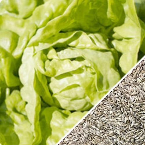 [SKUIMG]SDN76|SDN76.jpg|SEMILLAS DE LECHUGA CRUJIENTE, MANTEQUILLA