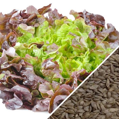 [SKUIMG]SDN77|SDN77.jpg|SEMILLAS DE LECHUGA, BORGOÑA BOSTON (100% HEIRLOOM/NO HÍBRIDO/NO GMO). 130 SEMILLAS APROXIMADAME