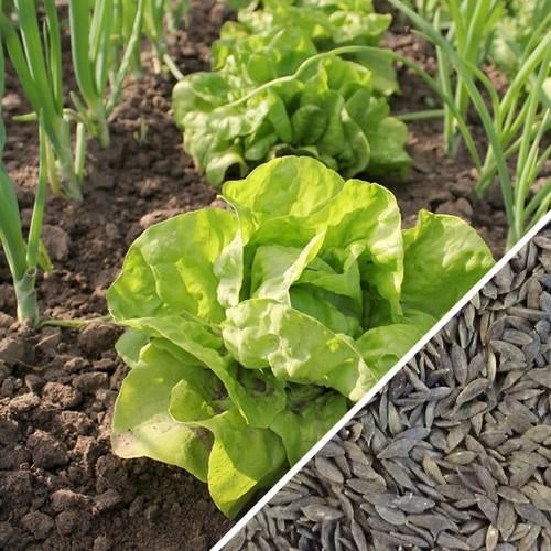 [SKUIMG]SDN79|SDN79_1773881063288_1.jpg|SEMILLAS DE LECHUGA ALL YEAR