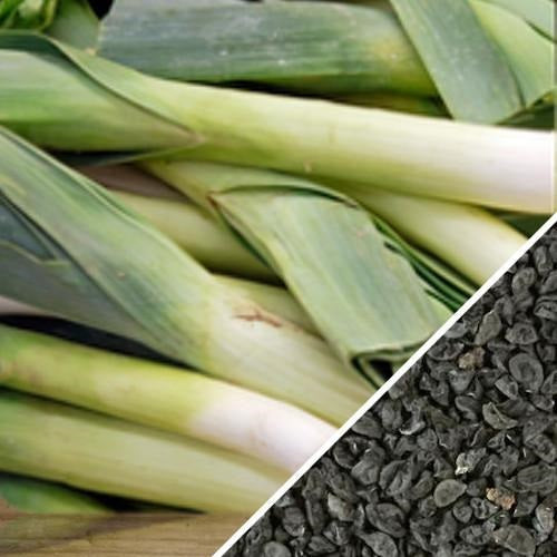 [SKUIMG]SDN80|SDN80.jpg|SEMILLAS DE AJO PORRO (100% HEIRLOOM/NO HÍBRIDO/NO GMO). 50 SEMILLAS APROXIMADAMENTE.