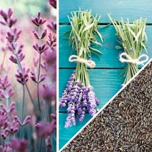[SKUIMG]SDN81|SDN81.jpg|SEMILLAS DE LAVANDA, INGLESA (100% HEIRLOOM/NO HÍBRIDO/NO GMO). 50 SEMILLAS APROXIMADAMENTE.